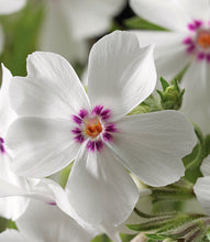 Load image into Gallery viewer, Phlox 'Amazing Grace'