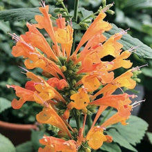 Load image into Gallery viewer, Agastache POQUITO™ 'Orange'