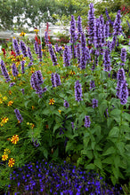 Load image into Gallery viewer, Agastache 'Black Adder'