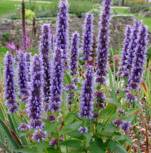 Load image into Gallery viewer, Agastache 'Black Adder'