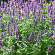Load image into Gallery viewer, Agastache 'Blue Boa'