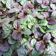 Load image into Gallery viewer, Ajuga 'Bronze Beauty'