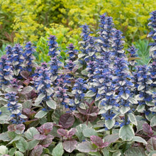Load image into Gallery viewer, Ajuga 'Burgundy Glow'