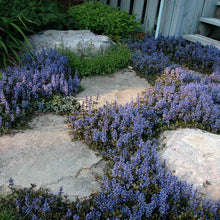Load image into Gallery viewer, Ajuga 'Chocolate Chip'