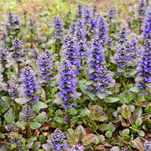 Load image into Gallery viewer, Ajuga 'Catlin's Giant'