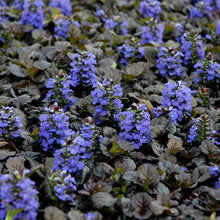 Load image into Gallery viewer, Ajuga 'Black Scallop'