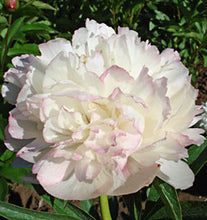 Load image into Gallery viewer, Peony 'Alba Plena'