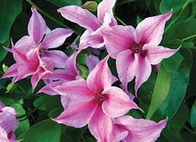 Load image into Gallery viewer, Clematis 'Duchess of Albany'