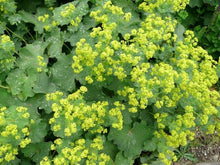 Load image into Gallery viewer, Alchemilla 'Auslese'