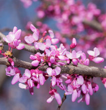 Load image into Gallery viewer, Eastern Redbud