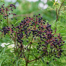 Load image into Gallery viewer, American Elderberry