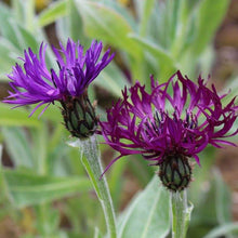 Load image into Gallery viewer, Centaurea 'Amethyst Dream'