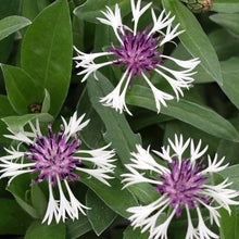 Load image into Gallery viewer, Centaurea 'Amethyst in Snow'
