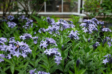 Load image into Gallery viewer, Amsonia 'Blue Ice'