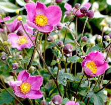 Load image into Gallery viewer, Anemone 'Jasmine'