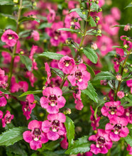 Load image into Gallery viewer, Angelface® Angelonia