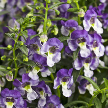 Load image into Gallery viewer, Angelface® Angelonia
