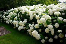 Load image into Gallery viewer, Hydrangea 'Annabelle'