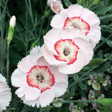Load image into Gallery viewer, Dianthus American Pie® 'Georgia Peach Pie'