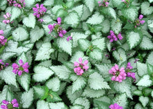 Load image into Gallery viewer, Lamium 'Orchid Frost'