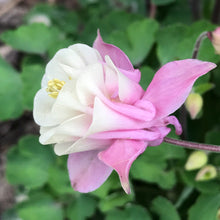 Load image into Gallery viewer, Aquilegia 'Winky Double Rose-White'