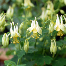 Load image into Gallery viewer, Aquilegia 'Corbett'