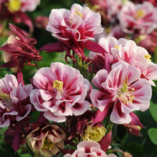 Load image into Gallery viewer, Aquilegia 'Winky Double Red-White'