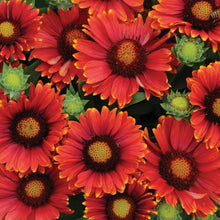 Load image into Gallery viewer, Gaillardia 'Arizona Red Shades'