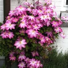 Load image into Gallery viewer, Clematis 'Asao'
