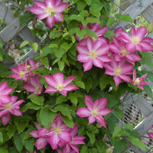 Load image into Gallery viewer, Clematis 'Asao'