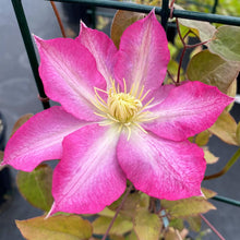 Load image into Gallery viewer, Clematis 'Asao'