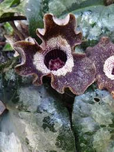 Load image into Gallery viewer, Asarum splendens
