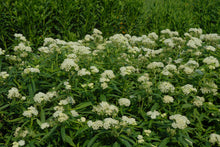 Load image into Gallery viewer, Asclepias 'Ice Ballet'
