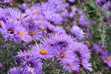 Load image into Gallery viewer, Aster novae angliae (New England Aster)