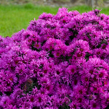 Load image into Gallery viewer, Aster 'Pink Crush'