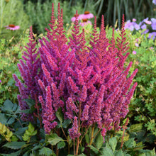 Load image into Gallery viewer, Astilbe 'Visions'