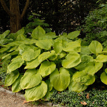 Load image into Gallery viewer, Hosta 'Sum & Substance'