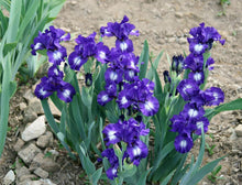 Load image into Gallery viewer, German Iris 'Starwoman'