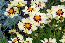 Load image into Gallery viewer, Coreopsis 'Uptick™ Cream & Red'