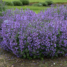Load image into Gallery viewer, Nepeta 'Picture Purrfect'