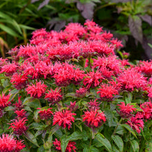 Load image into Gallery viewer, Monarda 'Cherry Pops'