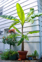 Load image into Gallery viewer, Musa Basjoo (Japanese Hardy Banana)