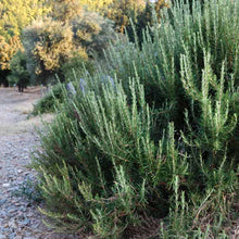 Load image into Gallery viewer, Rosemary 'Barbecue'