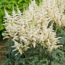Load image into Gallery viewer, Astilbe 'Vision in White'