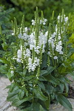Load image into Gallery viewer, Physostegia 'Crystal Peak White'