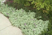 Load image into Gallery viewer, Lamium 'Orchid Frost'