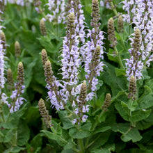 Load image into Gallery viewer, Salvia 'Bumblesky'