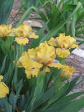 Load image into Gallery viewer, German Iris 'Prank'