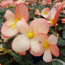 Load image into Gallery viewer, Begonia 'Waterfalls Angel Soft Pink'