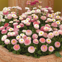 Load image into Gallery viewer, Bellis 'Tasso® Strawberries & Cream'